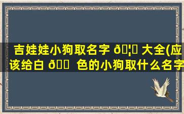 吉娃娃小狗取名字 🦈 大全(应该给白 🐠 色的小狗取什么名字)
